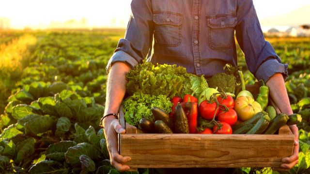 Dia da Agricultura: a arte de cultivar a terra e produzir alimentos - Safras News