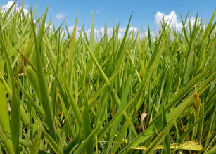 O híbrido BRS RB331 Ipyporã é uma cultivar de Brachiaria resultado de um cruzamento entre B. ruziziensis e B. brizantha realizado em 1992, na Embrapa Gado de Corte