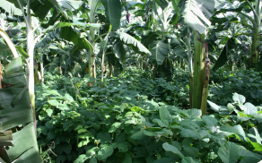 Cultivo consorciado de banana e a leguminosa
fixadora de nitrogênio (feijão-de-porco).