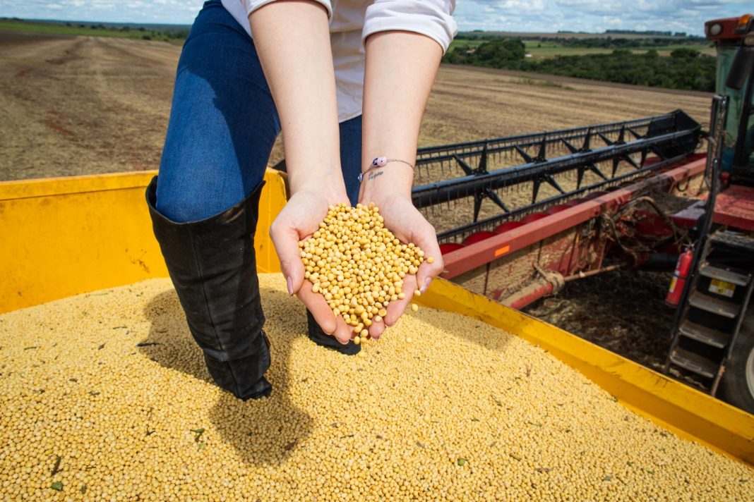 A produção de grãos para o ciclo 2022/23 está estimada em 310,6 milhões de toneladas