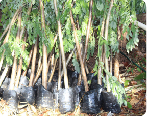 Estacas enraizadas de gliricídia, uma espécie
utilizada como adubo verde móvel.