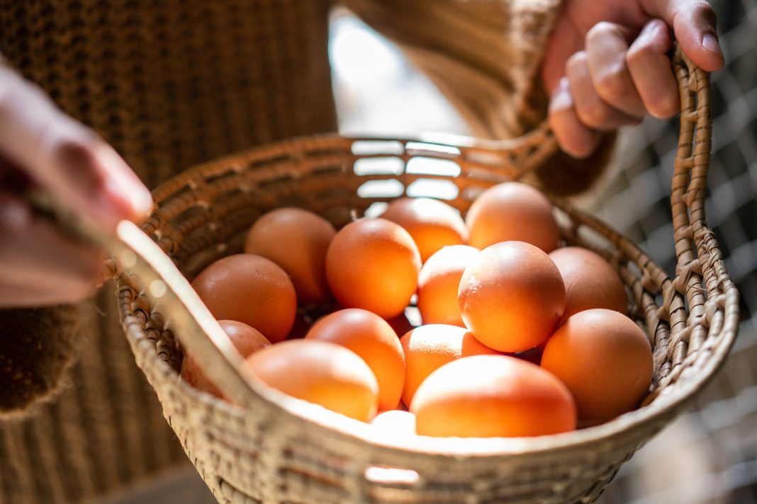 Produção de ovos deve crescer 14,6% em Goiás neste ano, segundo Ministério da Agricultura e Pecuária.